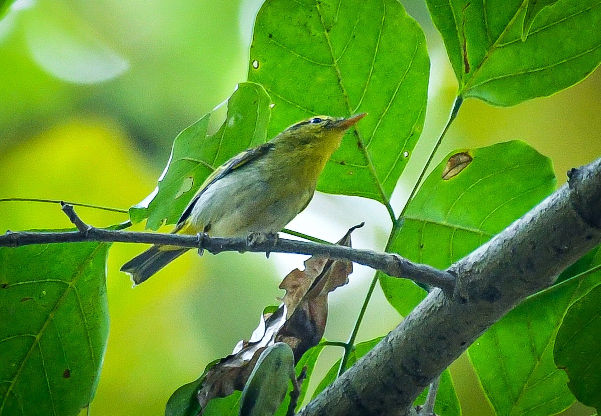 Yellow-vented Warbler - ML529031601