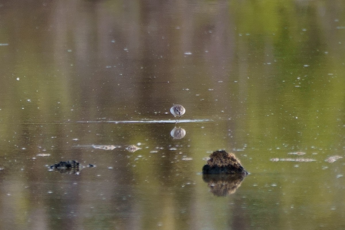 Semipalmated Sandpiper - Howard Haysom