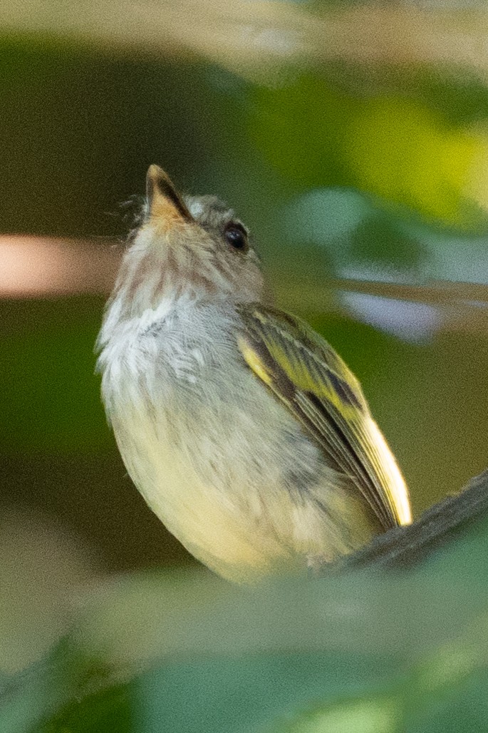 White-bellied Pygmy-Tyrant - Richard Edden