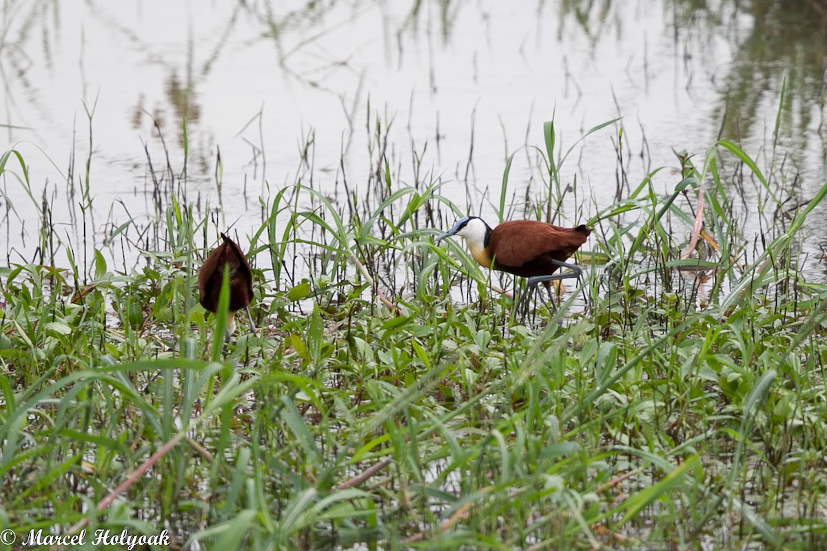 African Jacana - Marcel Holyoak