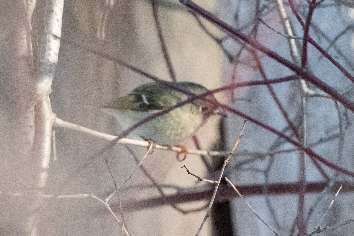 Ruby-crowned Kinglet - ML529033391