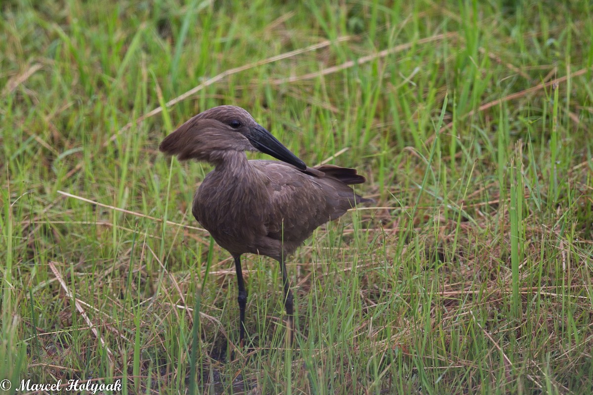 Hamerkop - ML529033541