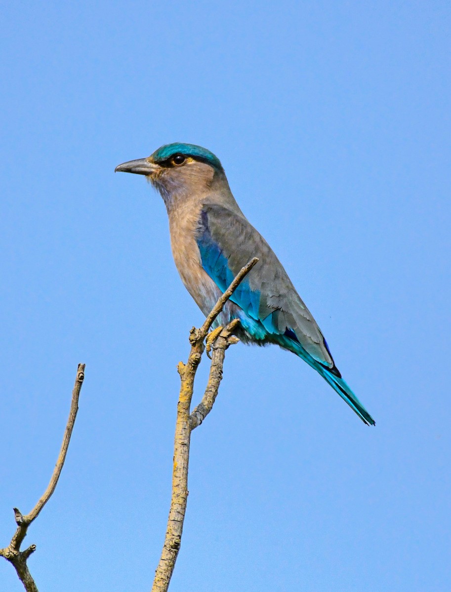 Indian/Indochinese Roller - Debarnab Sen