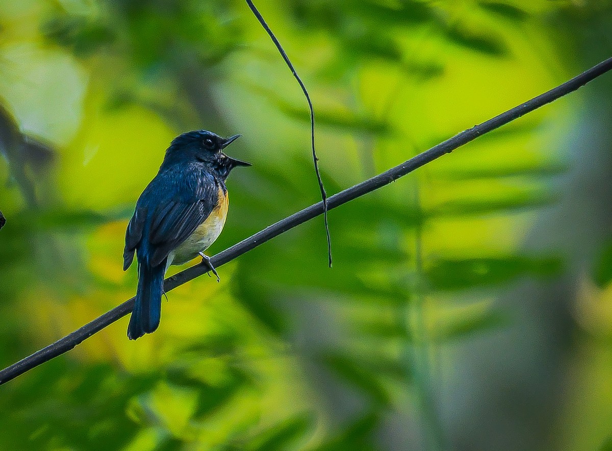 Blue-throated Flycatcher - ML529034751