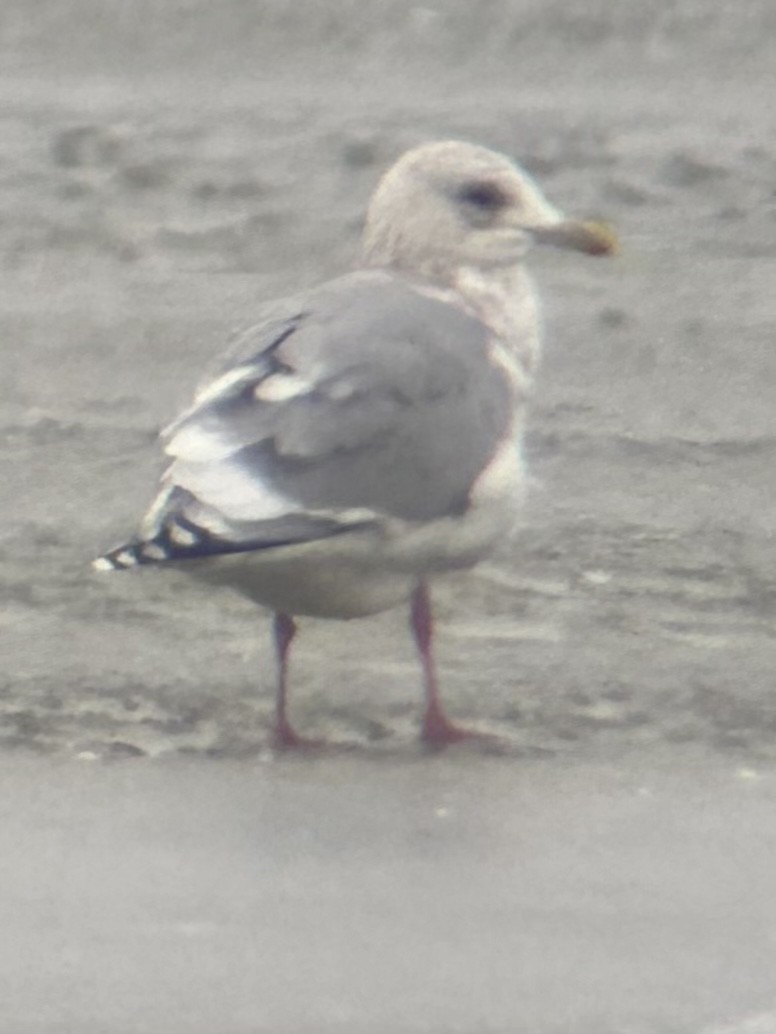 Gaviota Groenlandesa - ML529034841