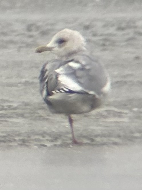 Gaviota Groenlandesa - ML529034851