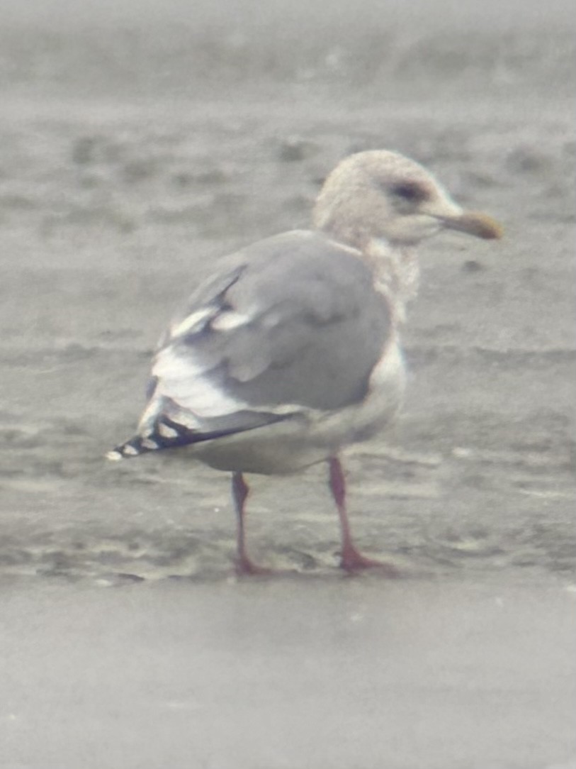 Gaviota Groenlandesa - ML529034861