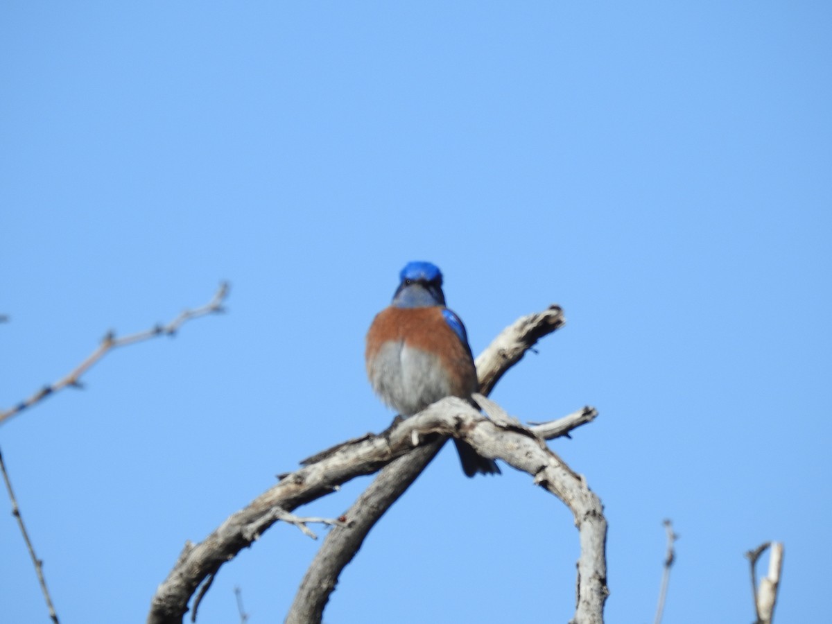 Western Bluebird - ML529035071