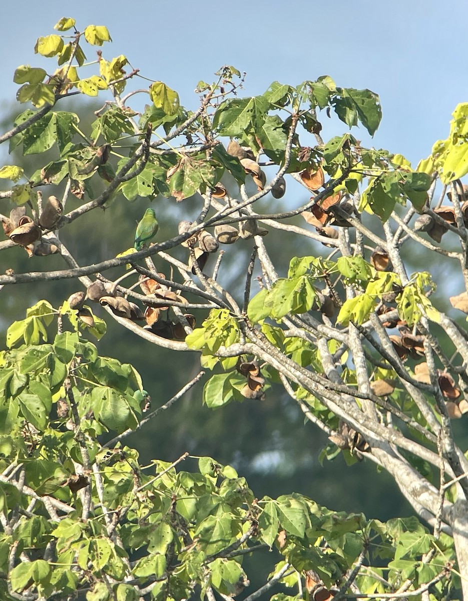 Orange-chinned Parakeet - ML529035831