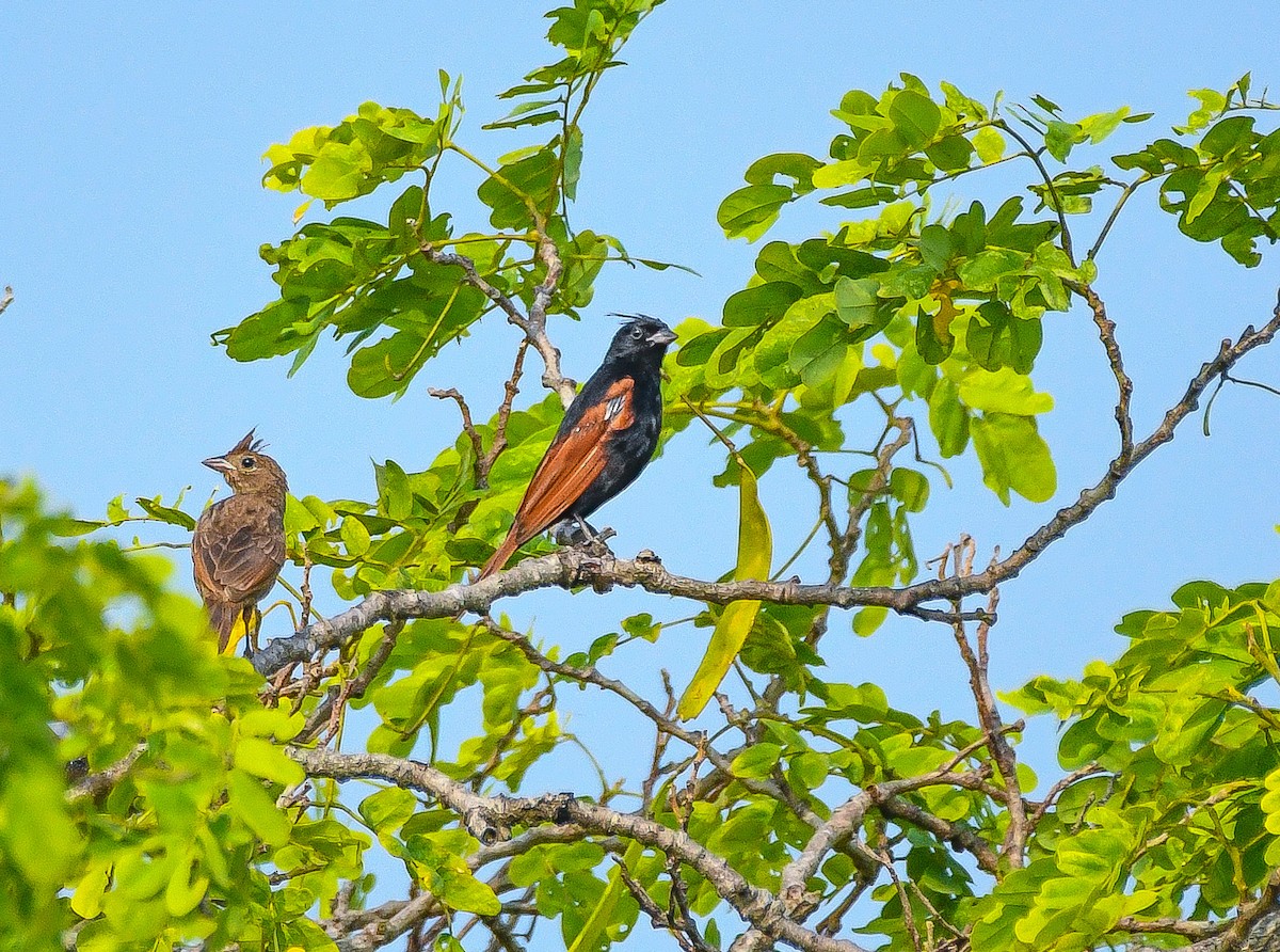 Crested Bunting - ML529035861