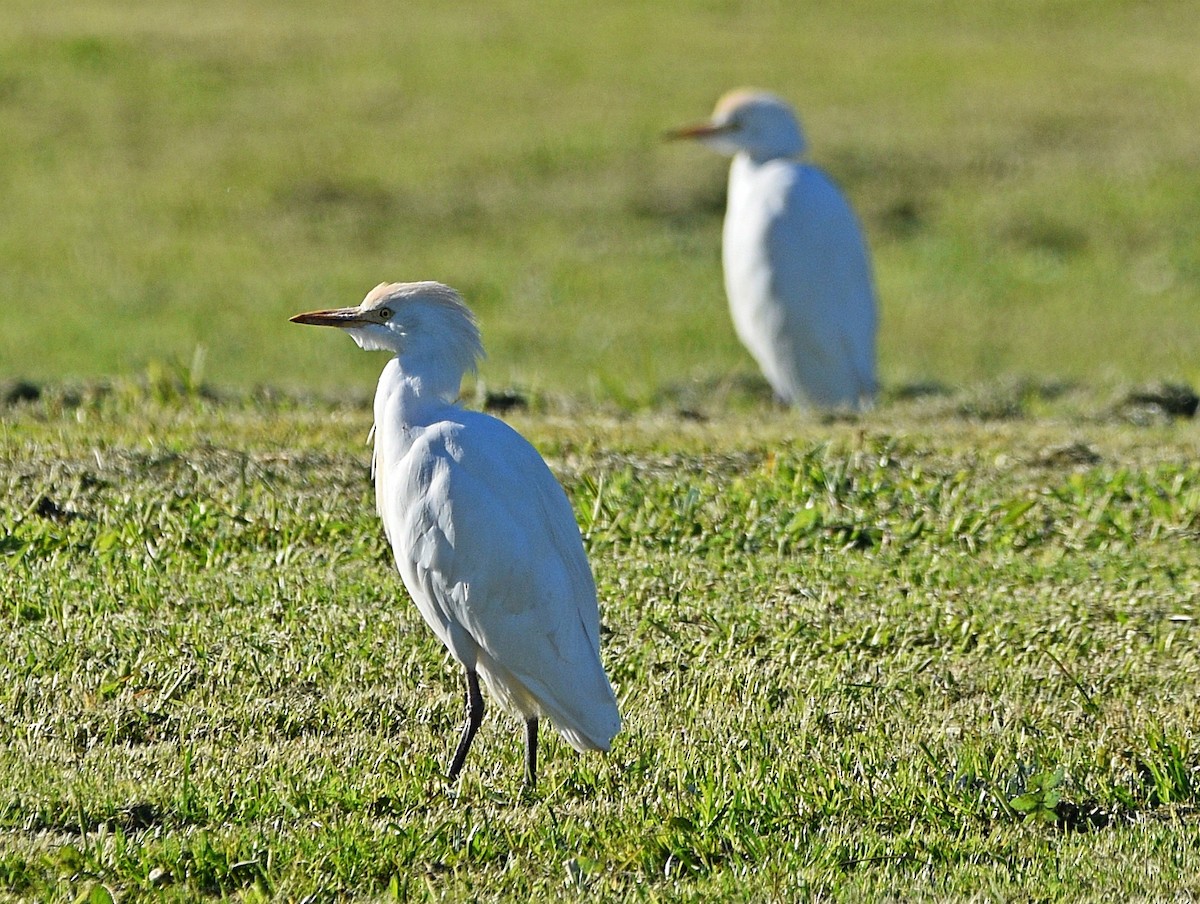 Western Cattle Egret - ML529036501