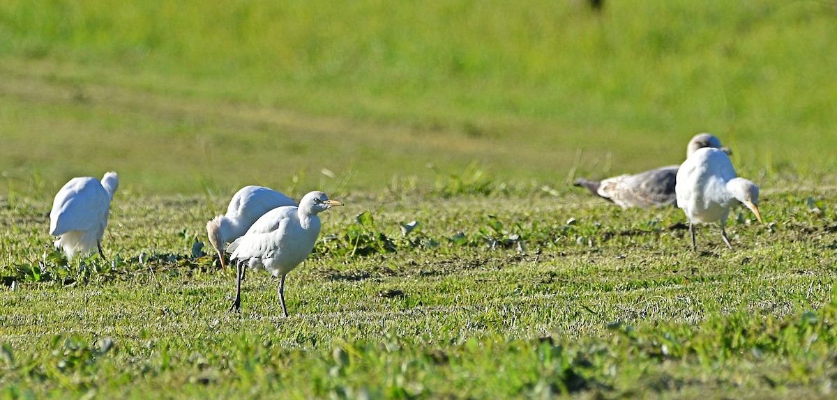 Чапля єгипетська (підвид ibis) - ML529036521