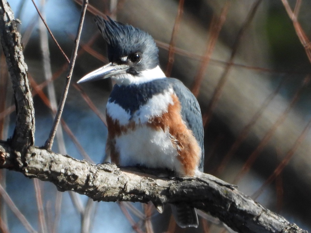 Belted Kingfisher - Mike Thelen