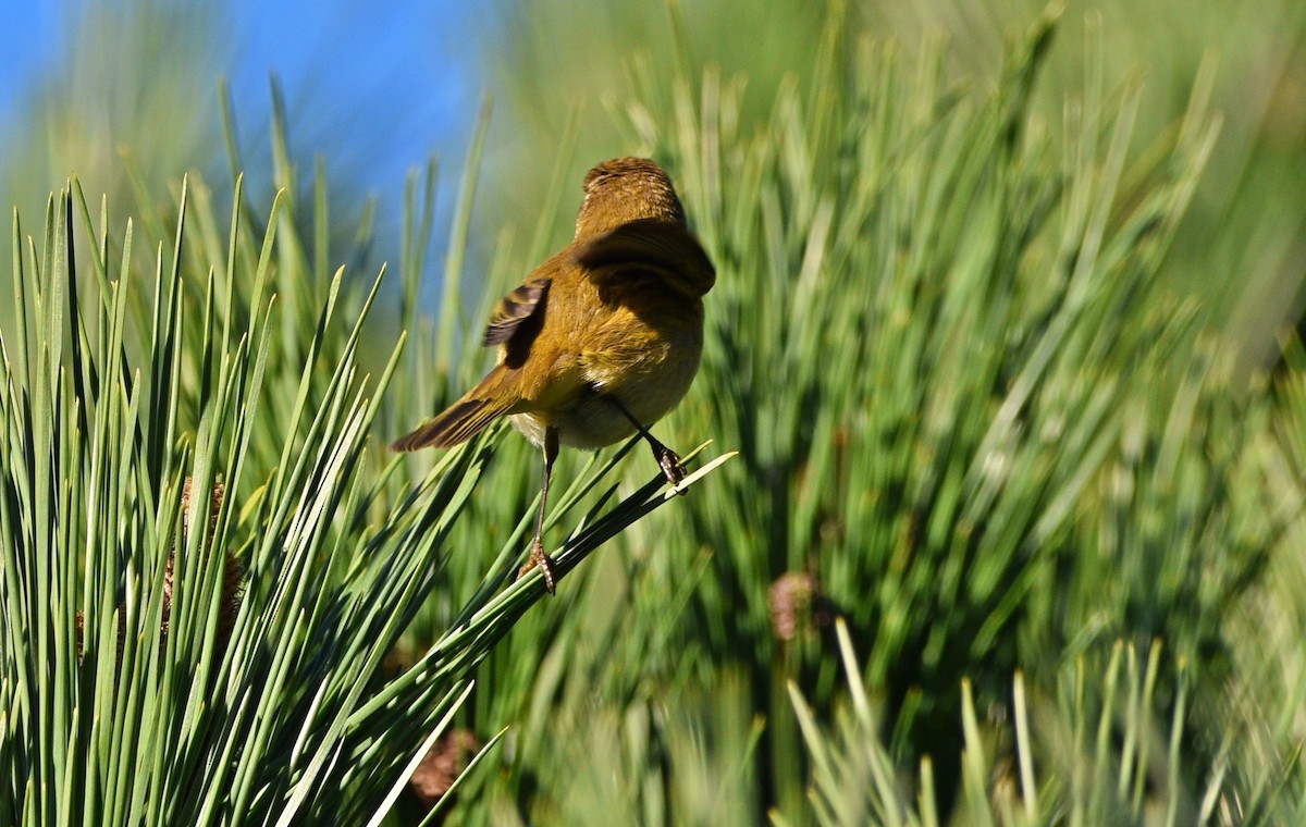 Mosquitero Común - ML529037841