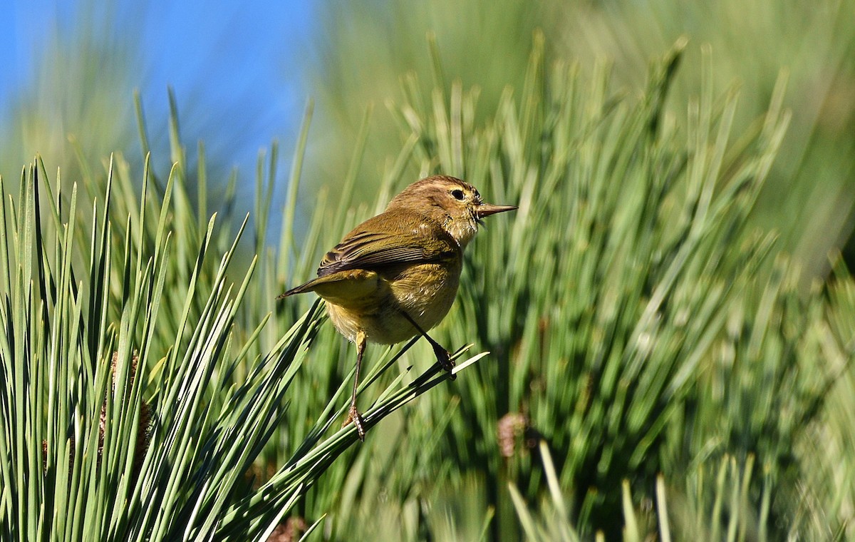 Common Chiffchaff - ML529037851