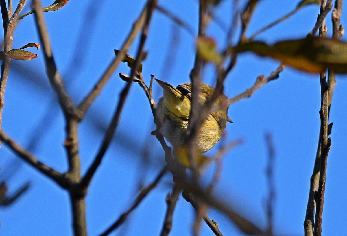 Common Chiffchaff - ML529037861