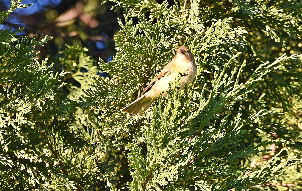 Common Chiffchaff - ML529037871