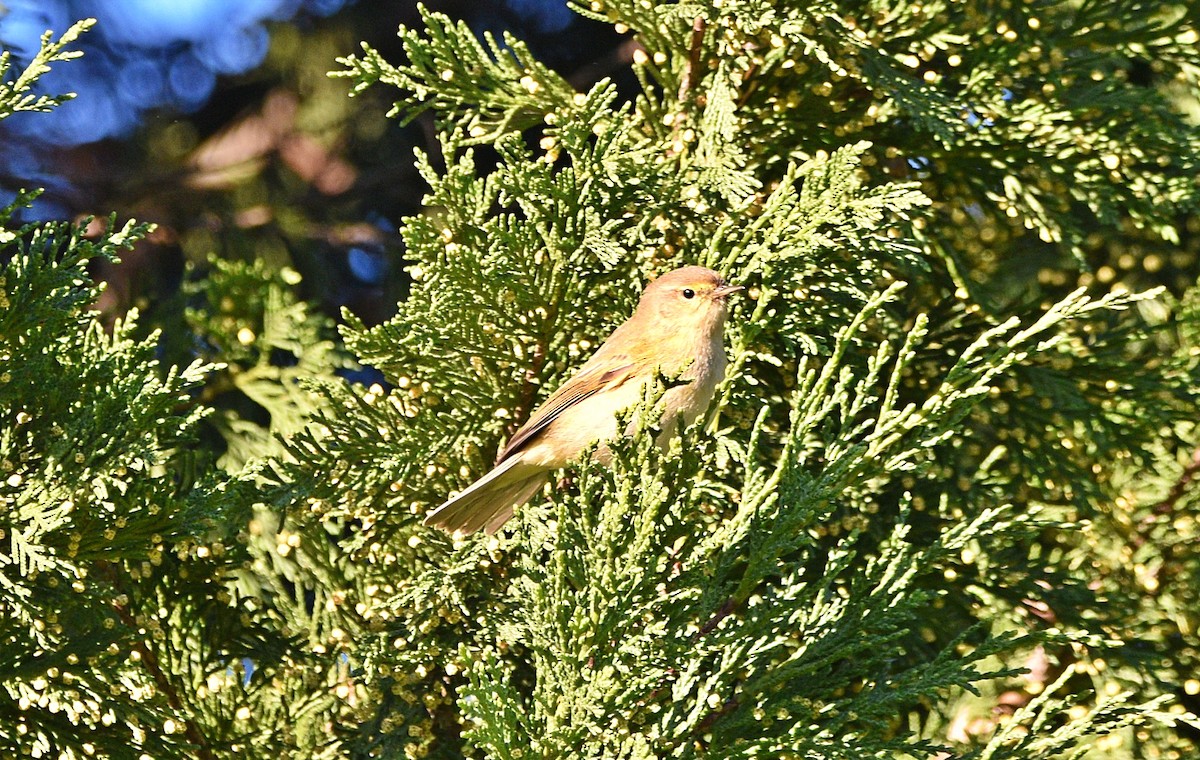 Common Chiffchaff - ML529037881