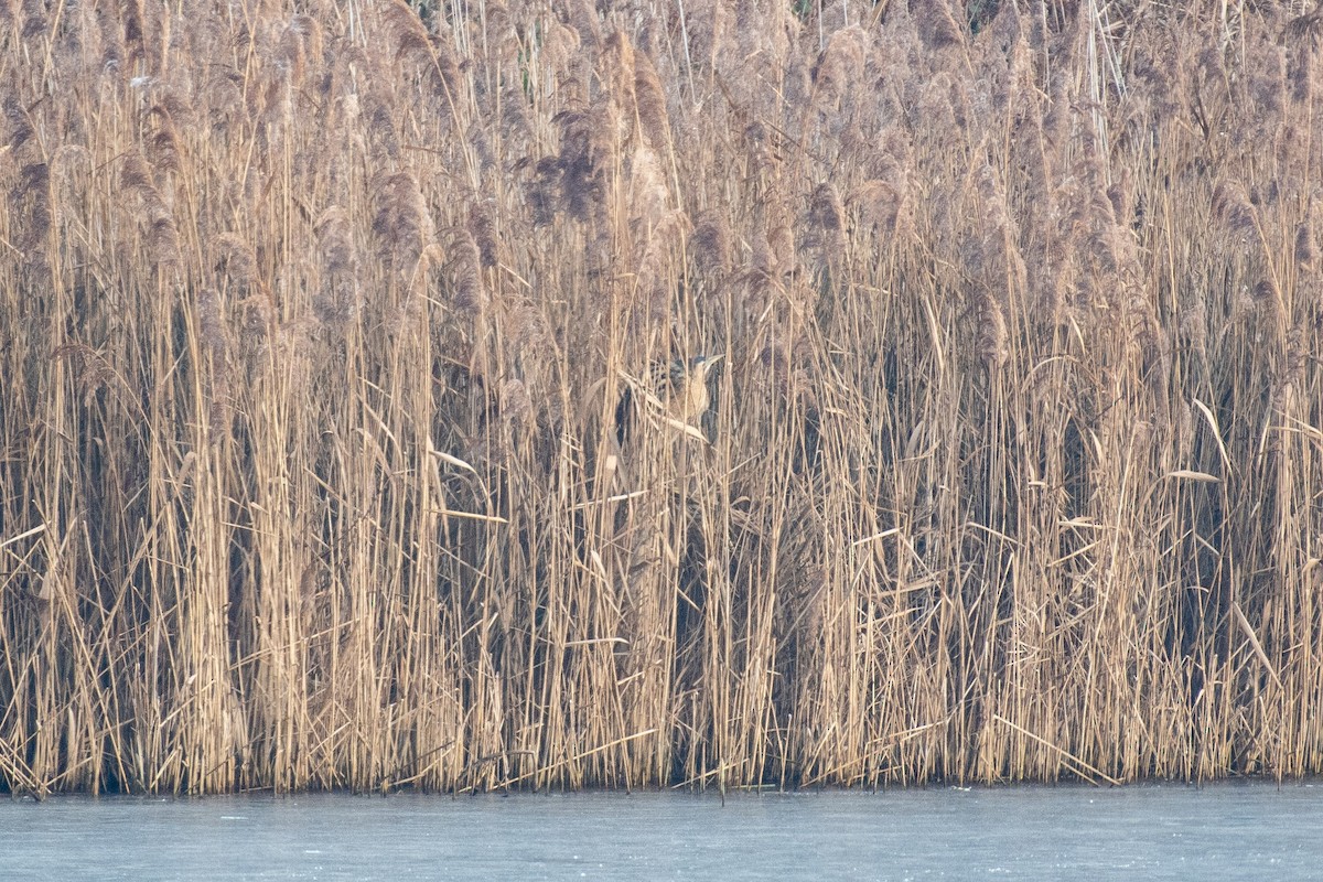 Great Bittern - Thomas Carlile