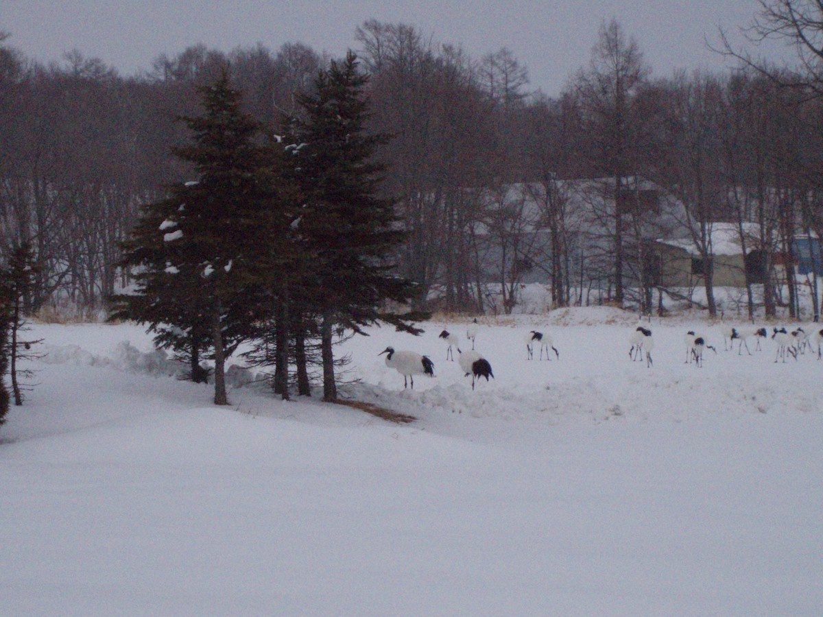 Red-crowned Crane - ML529040071