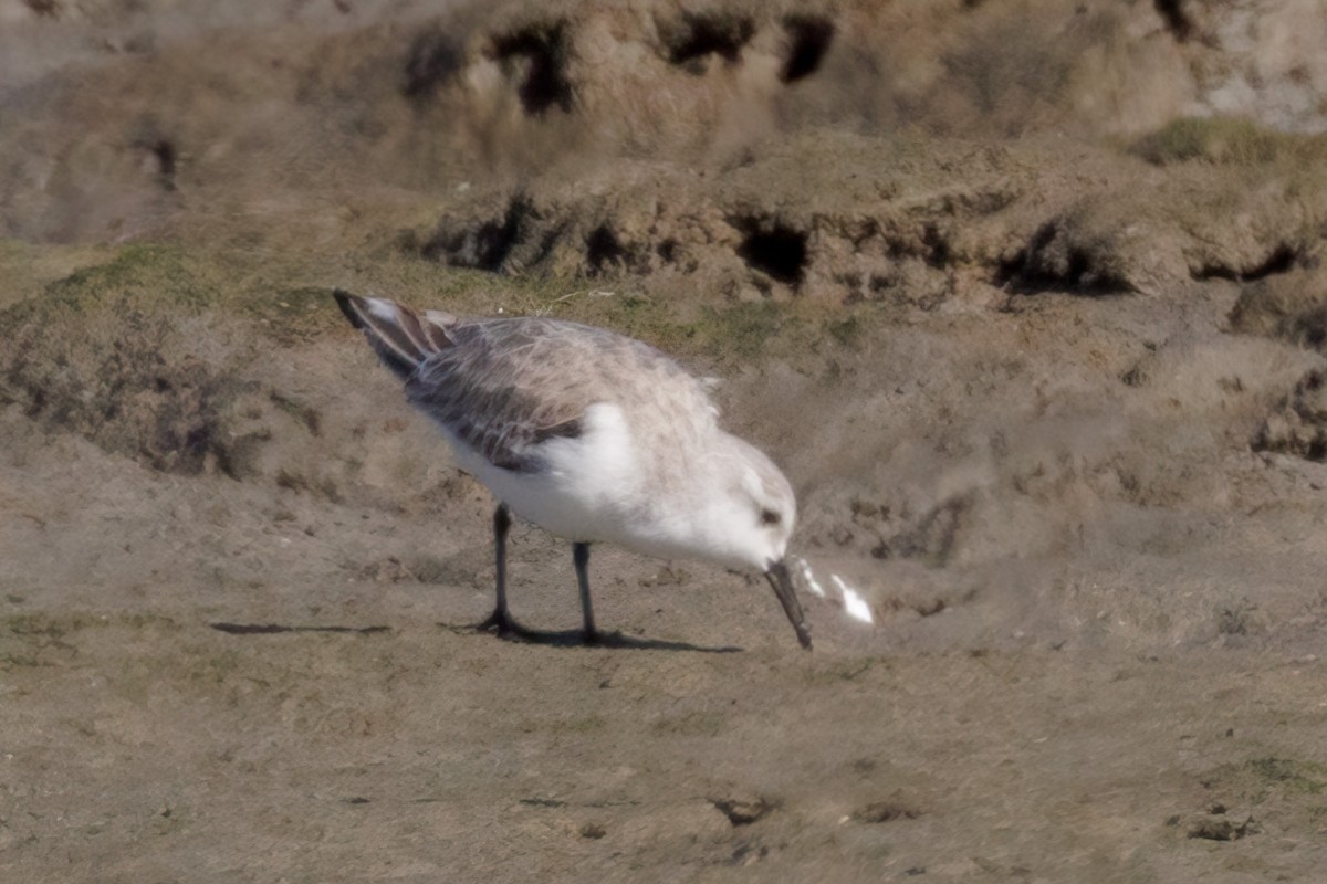 Bécasseau sanderling - ML529040451