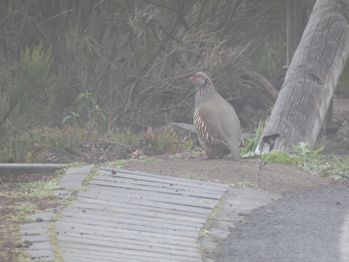 Barbary Partridge - Vasco Mendes