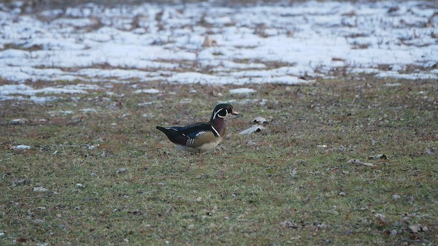 Wood Duck - ML529045211