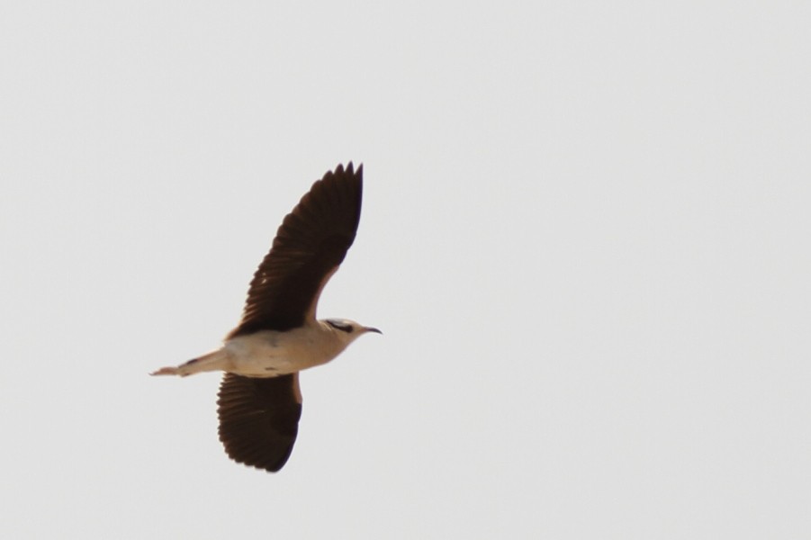 Cream-colored Courser - ML529045221