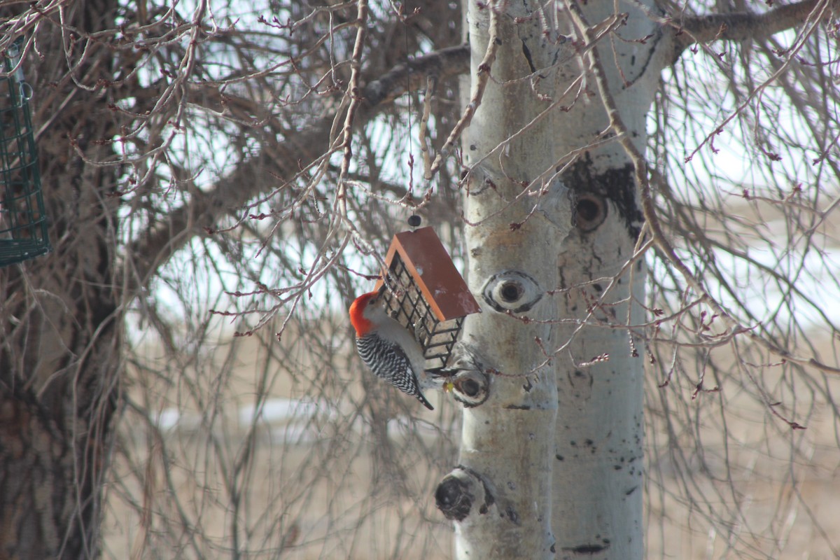 Red-bellied Woodpecker - ML529047011