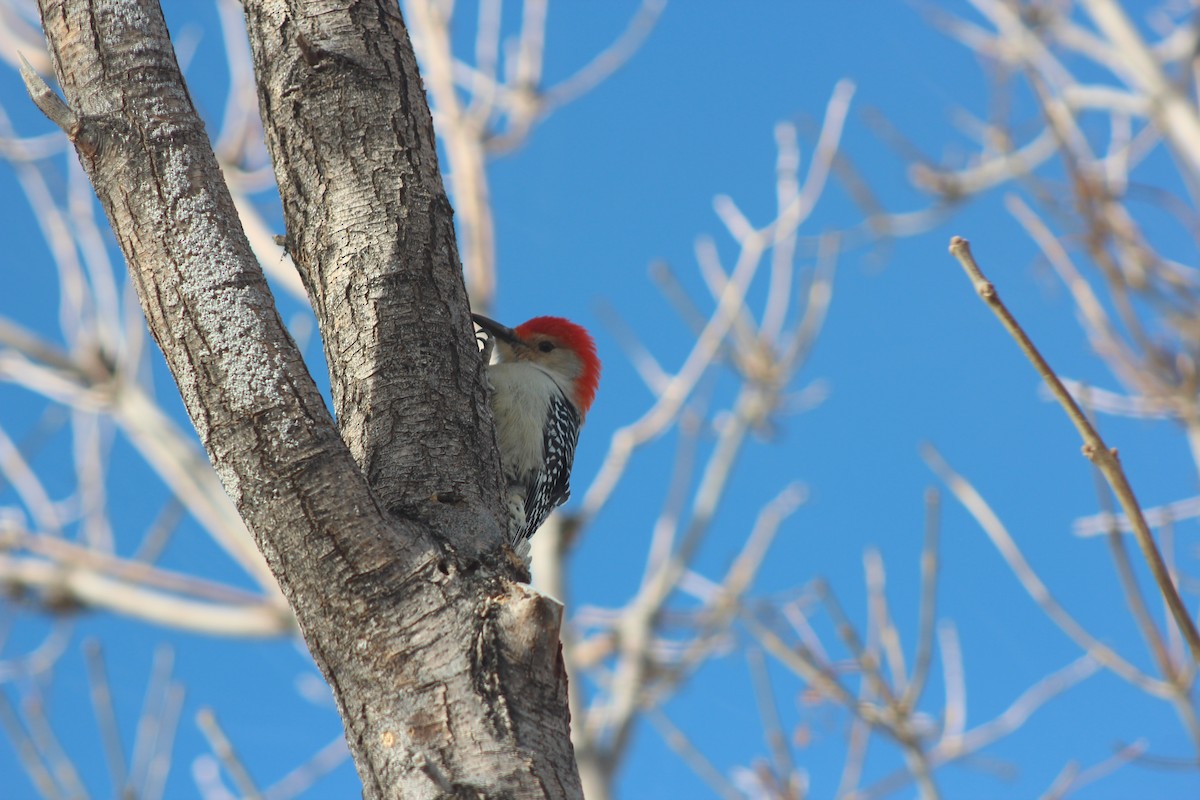 Red-bellied Woodpecker - ML529047121