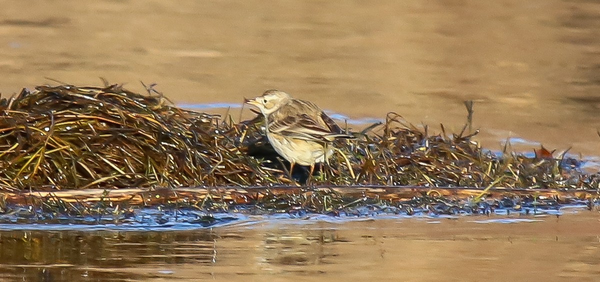 American Pipit - robert bowker