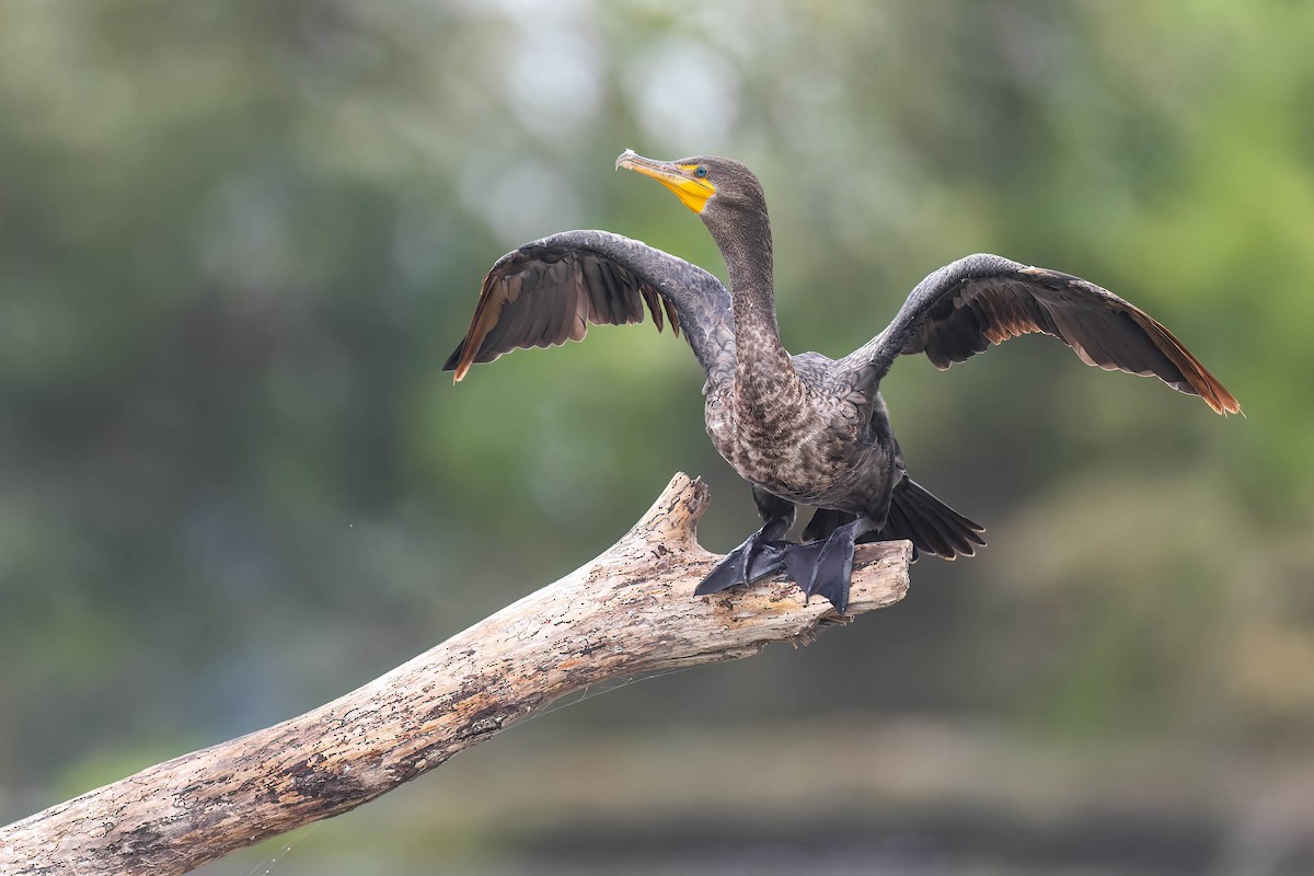 Double-crested Cormorant - ML529048441