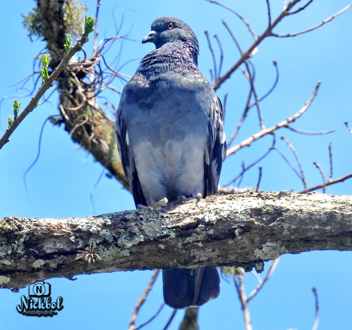 Rock Pigeon (Feral Pigeon) - Nick Bolanos