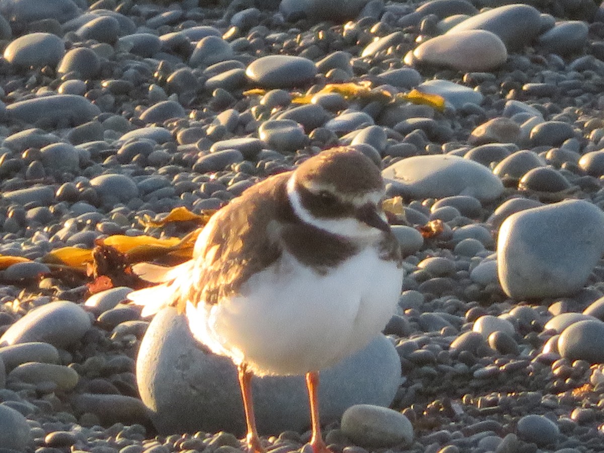 Common Ringed Plover - ML529048521