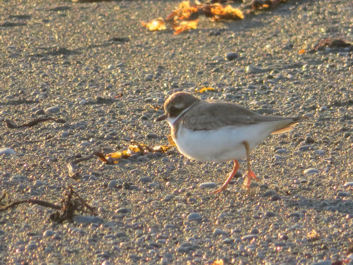 Common Ringed Plover - ML529048531