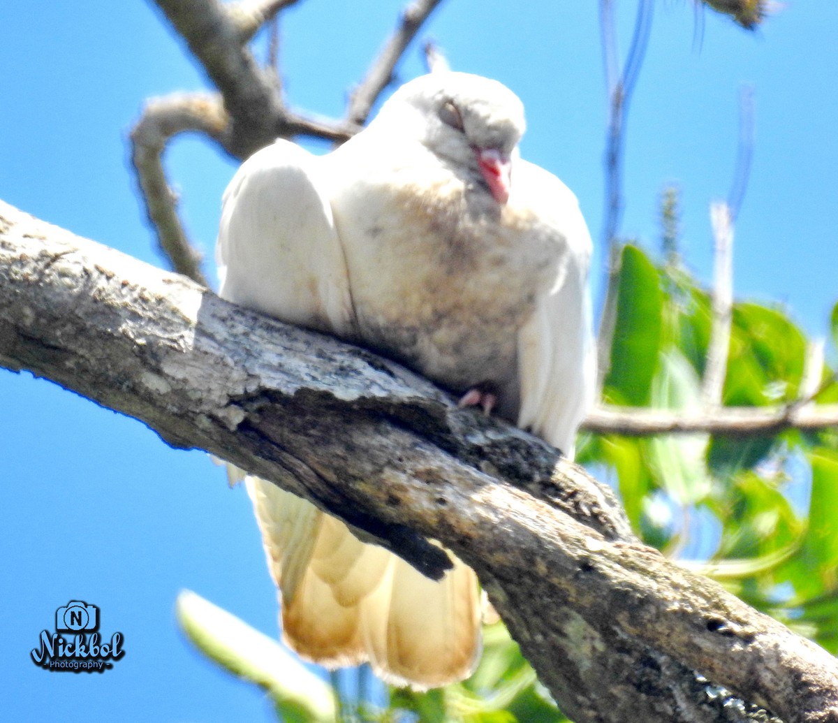 Rock Pigeon (Feral Pigeon) - ML52904871