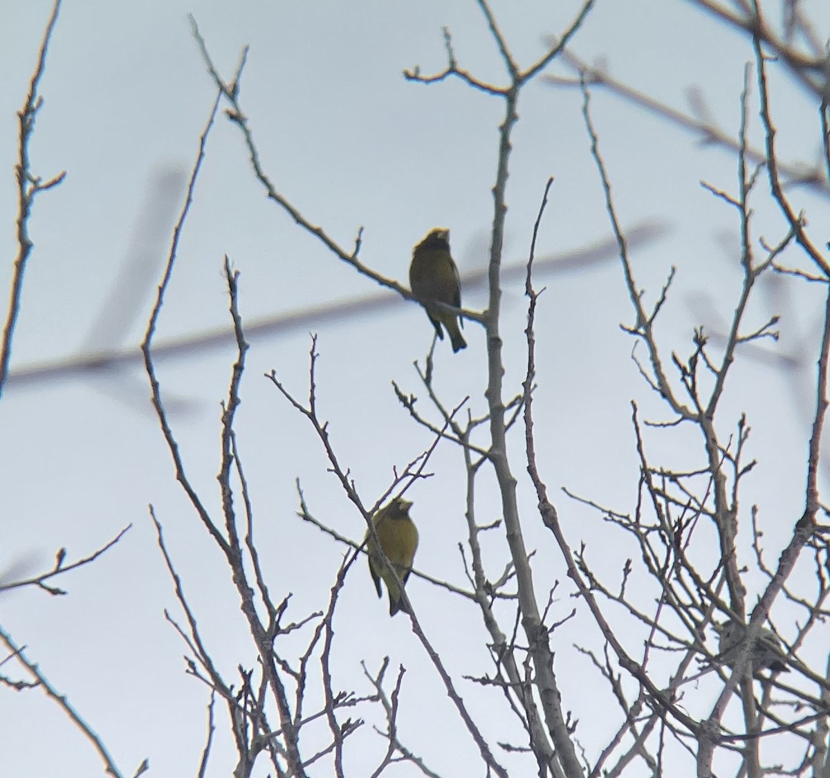 Evening Grosbeak - Dylan Jackson