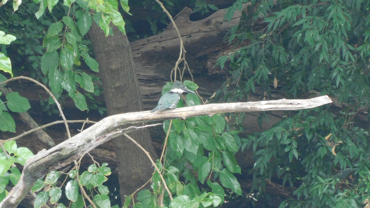 Amazon Kingfisher - ML529049601
