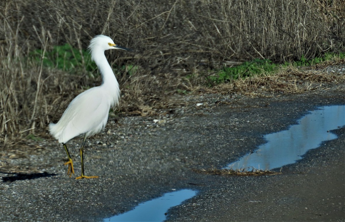 Snowy Egret - ML529049611