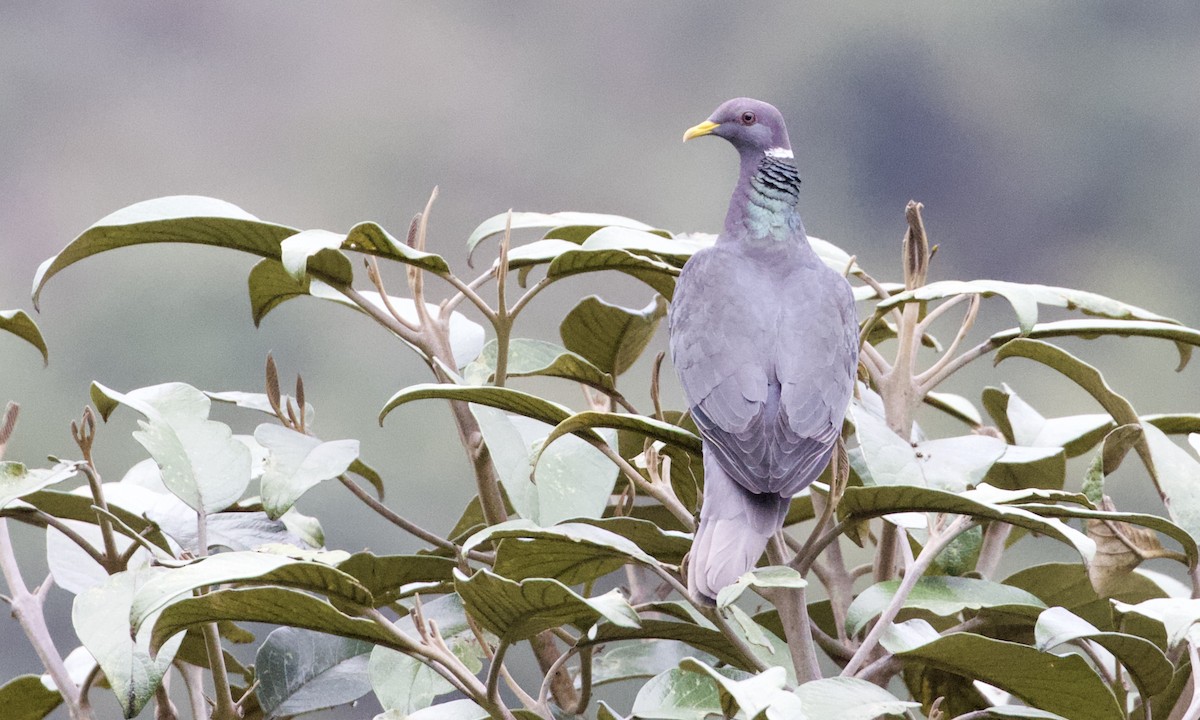 Band-tailed Pigeon - RJ Baltierra