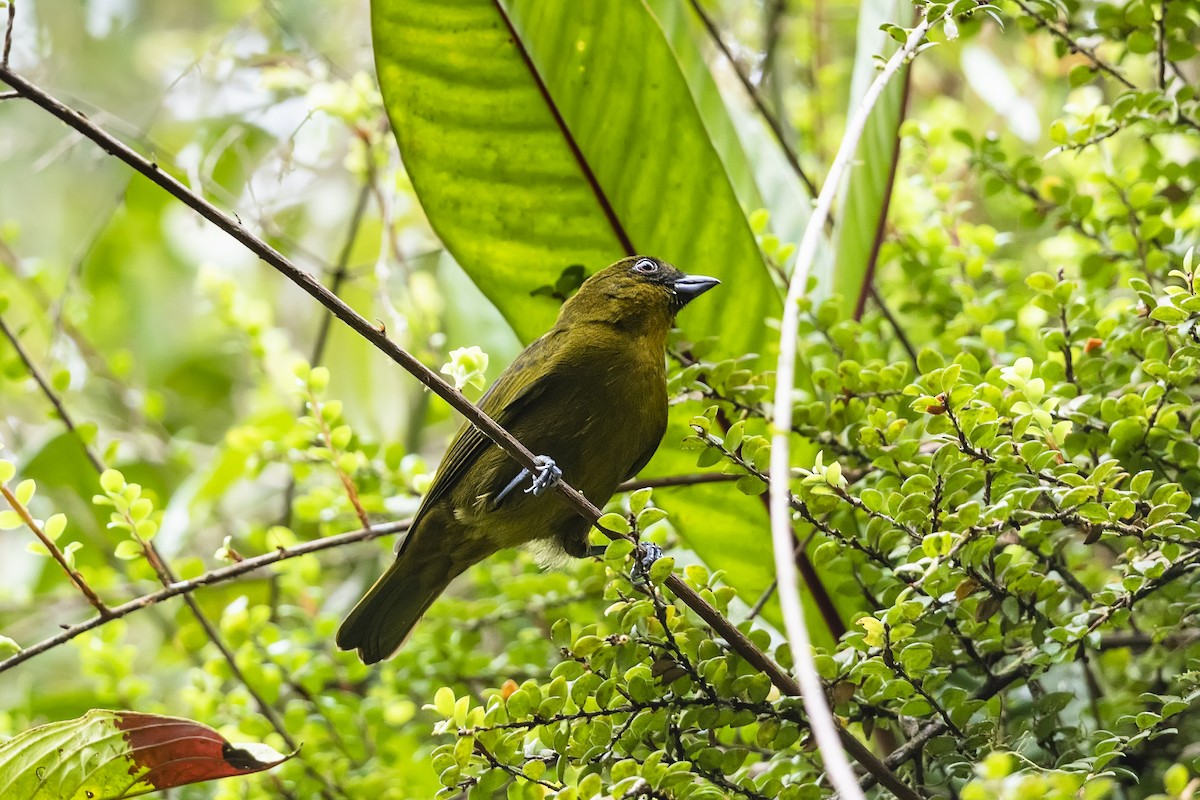 Yellow-green Tanager - Stefan Hirsch