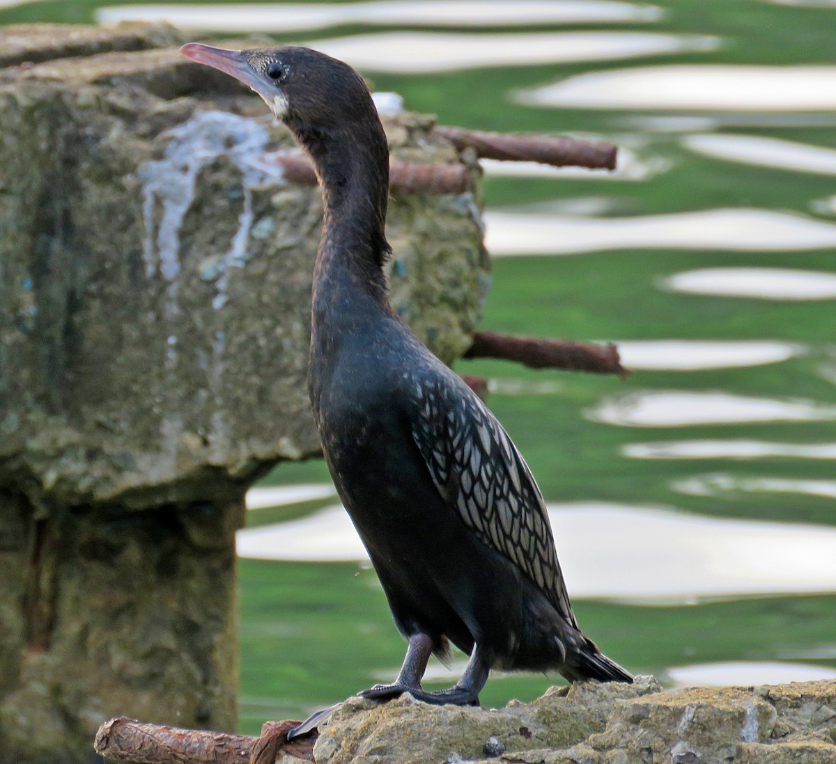 Indian Cormorant - ML529055431