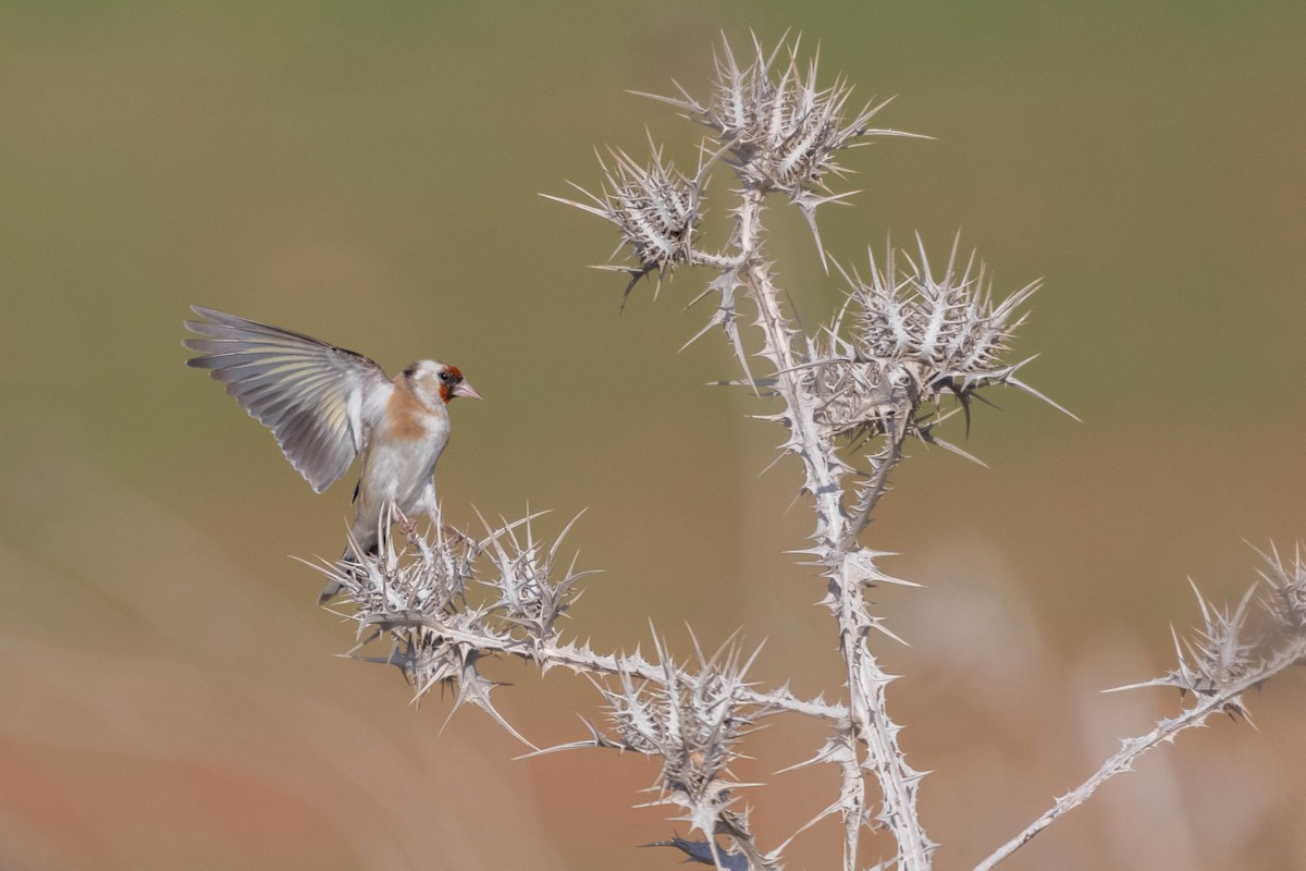 European Goldfinch - ML529055691