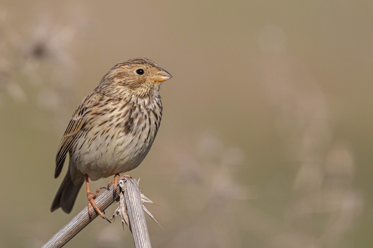 Corn Bunting - ML529055731