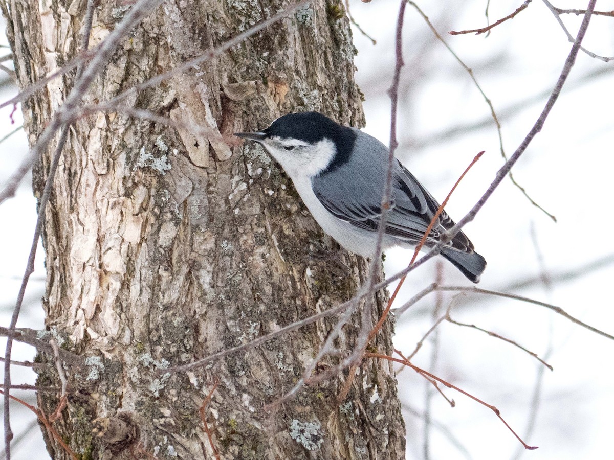 White-breasted Nuthatch - ML529057981