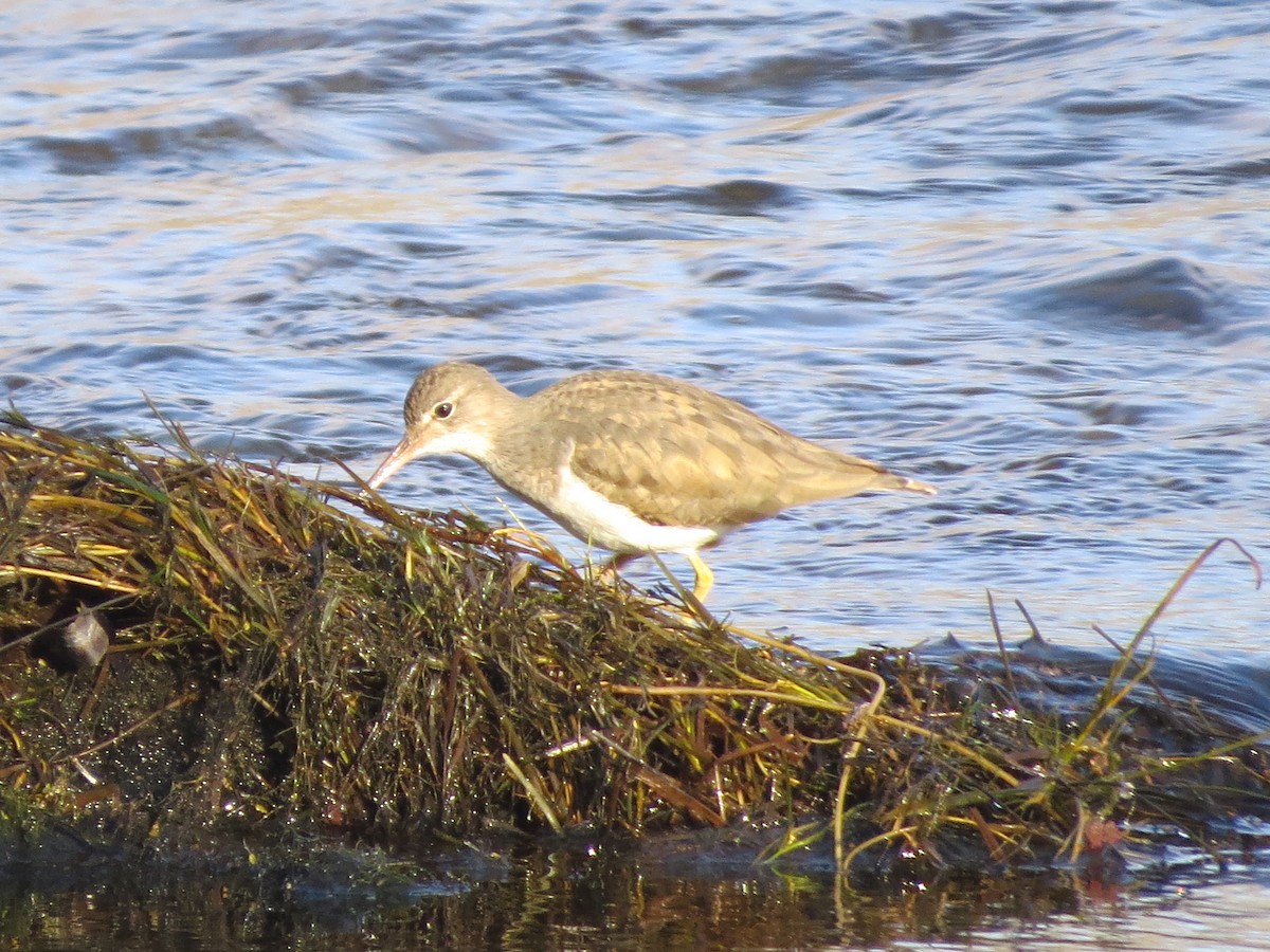 Spotted Sandpiper - ML529058231