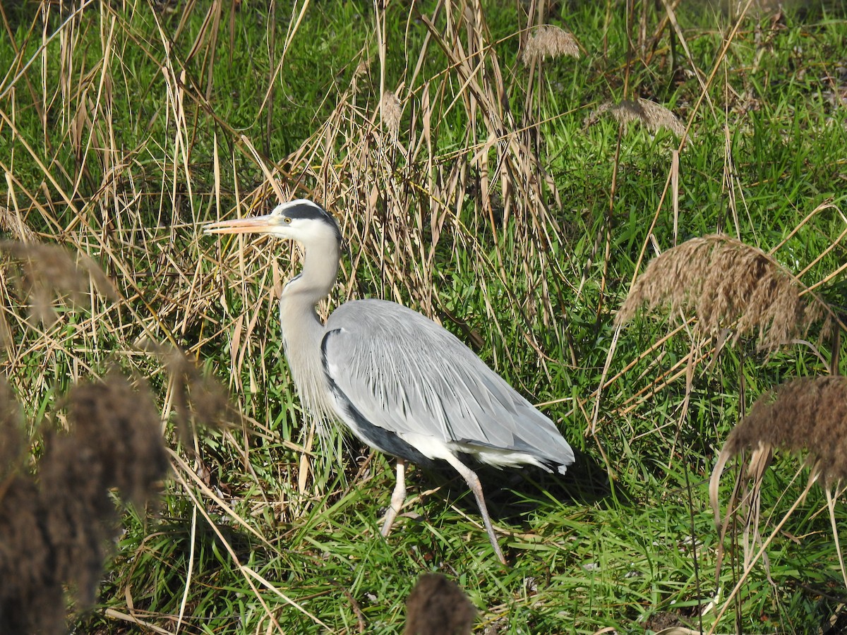 Gray Heron - José Otero