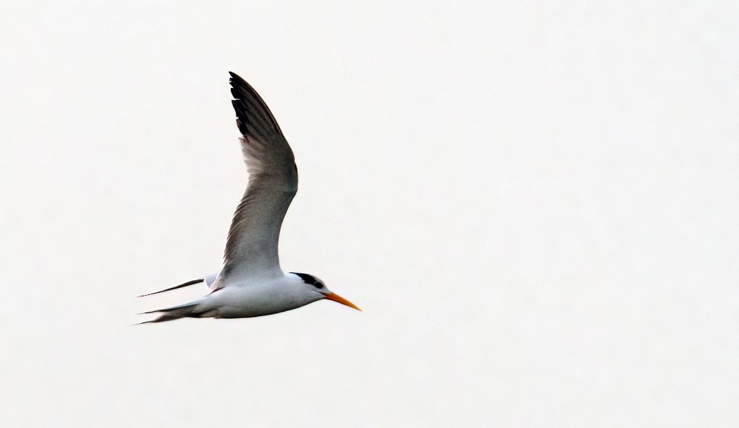 Lesser Crested Tern - ML529058701