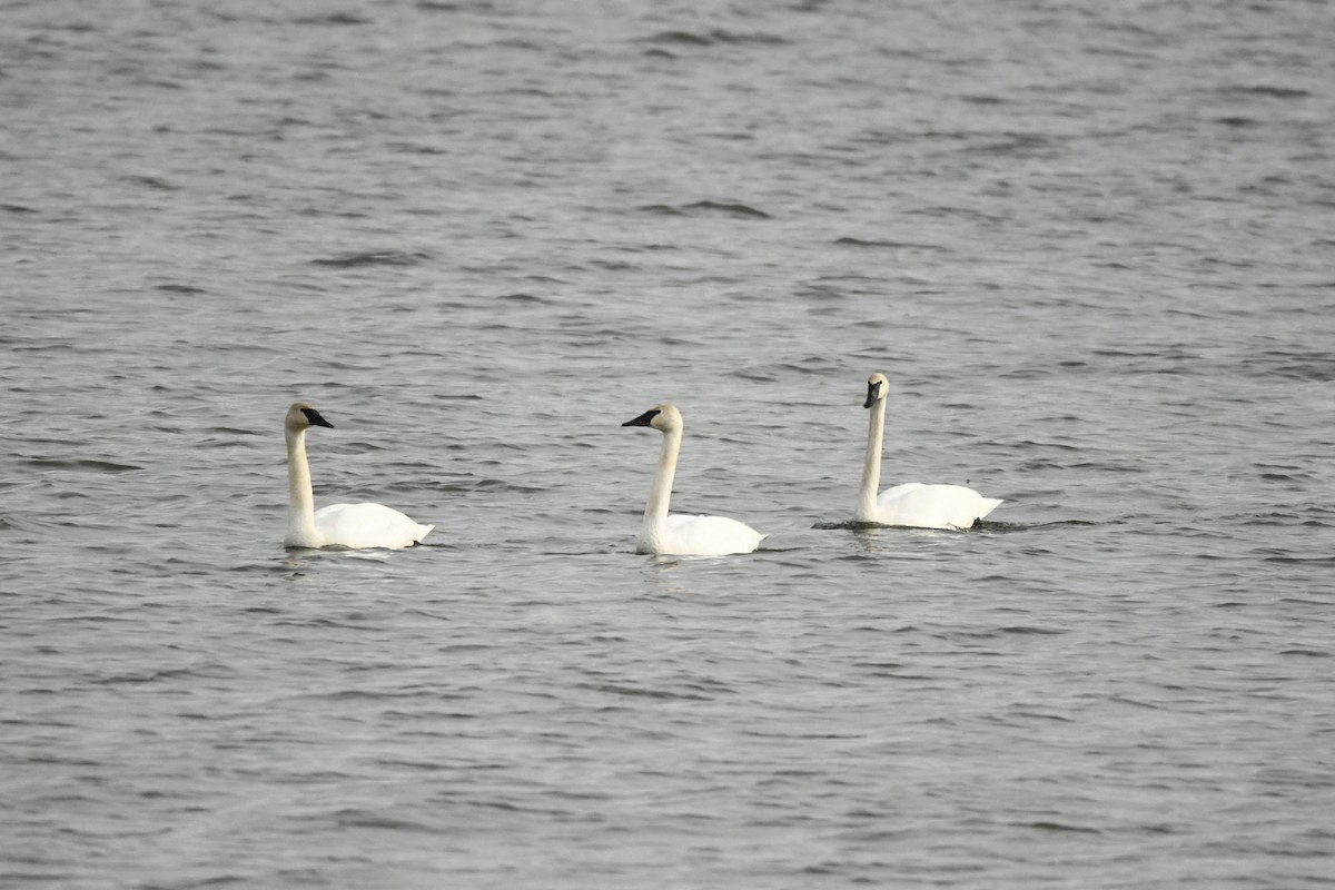 Trumpeter Swan - ML529059091