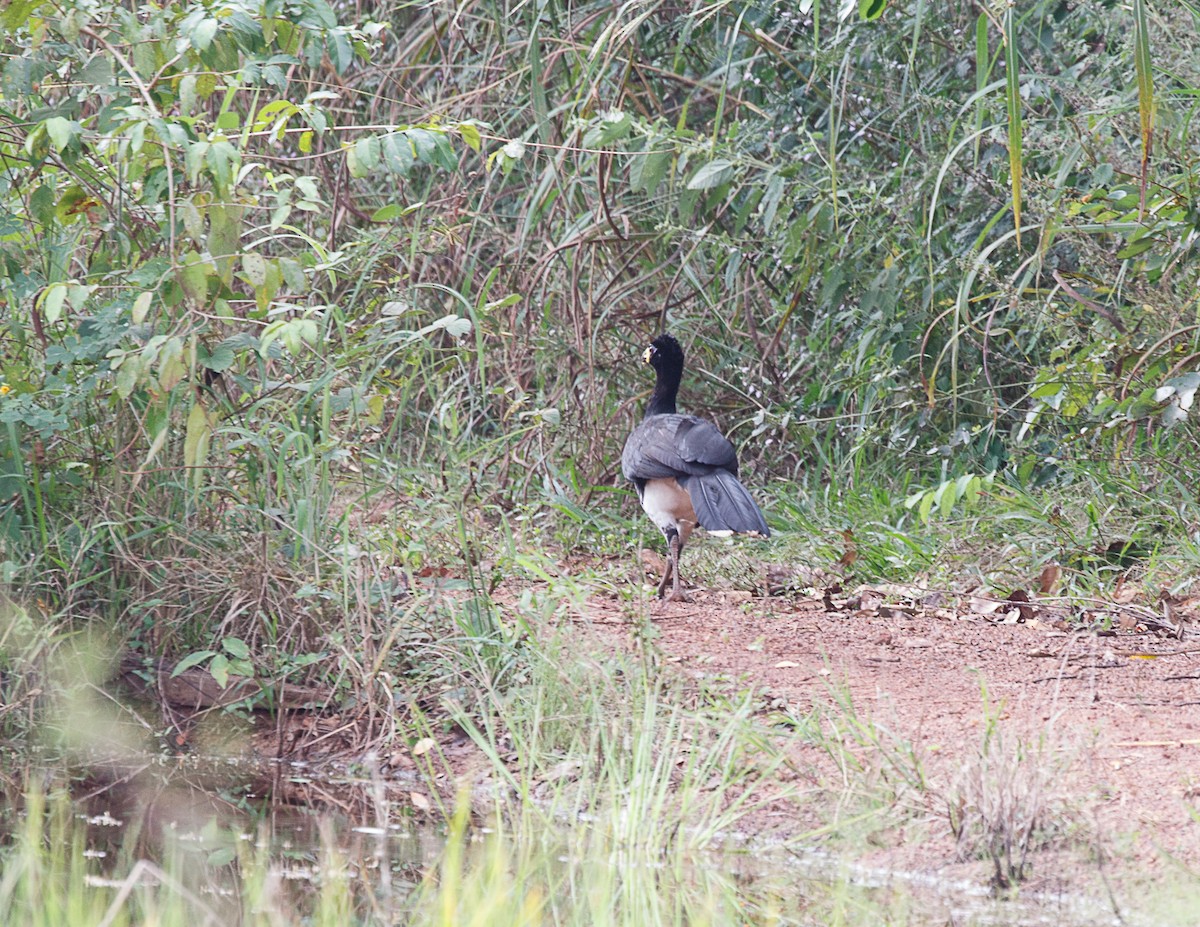 Bare-faced Curassow (Bare-faced) - ML529059811